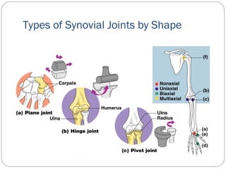 Types of Synovial Joints by Shape
 