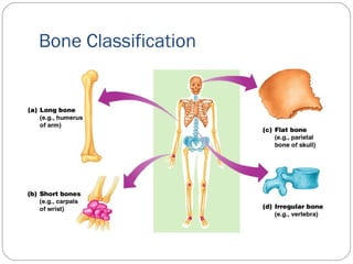 Bone Classification
 