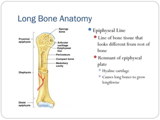 Long Bone Anatomy
Epiphyseal Line
Line of bone tissue that
looks different from rest of
bone
Remnant of epiphyseal
plate
Hyaline cartilage
Causes long bones to grow
lengthwise
 