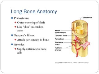 Long Bone Anatomy
Periosteum
Outer covering of shaft
Like “skin” on chicken
bone
Sharpey’s fibers
Attach periosteum to bone
Arteries
Supply nutrients to bone
cells
 