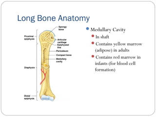 Long Bone Anatomy
Medullary Cavity
In shaft
Contains yellow marrow
(adipose) in adults
Contains red marrow in
infants (for blood cell
formation)
 