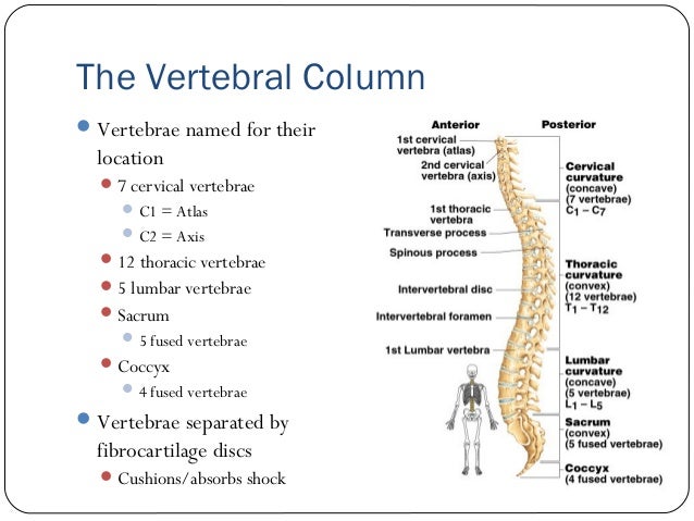 The skeletal system