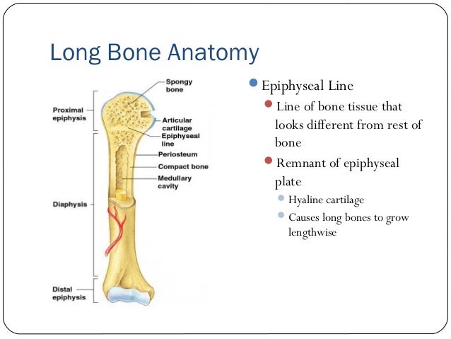 The skeletal system