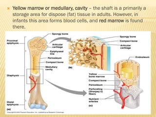  Yellow marrow or medullary, cavity – the shaft is a primarily a
storage area for dispose (fat) tissue in adults. However, in
infants this area forms blood cells, and red marrow is found
there.
 