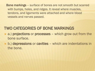 Bone markings – surface of bones are not smooth but scarred
with bumps, holes, and ridges. It reveal where muscles,
tendons, and ligaments were attached and where blood
vessels and nerves passed.
TWO CATEGORIES OF BONE MARKINGS
 a.) projections or processes – which grow out from the
bone surface.
 b.) depressions or cavities – which are indentations in
the bone.
 