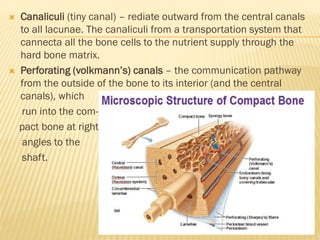  Canaliculi (tiny canal) – rediate outward from the central canals
to all lacunae. The canaliculi from a transportation system that
cannecta all the bone cells to the nutrient supply through the
hard bone matrix.
 Perforating (volkmann’s) canals – the communication pathway
from the outside of the bone to its interior (and the central
canals), which
run into the com-
pact bone at right
angles to the
shaft.
 