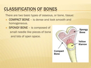 CLASSIFICATION OF BONES
There are two basic types of osseous, or bone, tissue:
 COMPACT BONE – is dense and look smooth and
homogeneous.
 SPONGY BONE – is composed of
small needle like pieces of bone
and lots of open space.
 