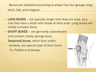 Bones are classified according to shape into four groups: long,
short, flat, and irregular.
 LONG BONES – are typically longer than they are wide. As a
rule they have a shaft with heads at both ends. Long bones are
mostly compact bone.
 SHORT BONES – are generally cube-shaped
and contain mostly spongy bone.
Sesamoid bones, which form within
tendons, are special type of short bone.
Ex. Patella or kneecap.
 