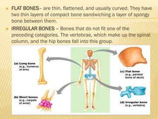  FLAT BONES– are thin, flattened, and usually curved. They have
two thin layers of compact bone sandwiching a layer of spongy
bone between them.
 IRREGULAR BONES – Bones that do not fit one of the
preceding categories. The vertebrae, which make up the spinal
column, and the hip bones fall into this group.
 