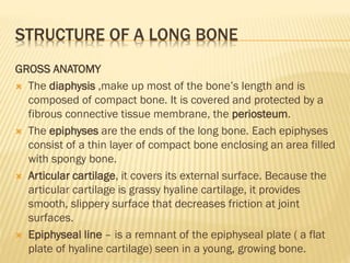 STRUCTURE OF A LONG BONE
GROSS ANATOMY
 The diaphysis ,make up most of the bone’s length and is
composed of compact bone. It is covered and protected by a
fibrous connective tissue membrane, the periosteum.
 The epiphyses are the ends of the long bone. Each epiphyses
consist of a thin layer of compact bone enclosing an area filled
with spongy bone.
 Articular cartilage, it covers its external surface. Because the
articular cartilage is grassy hyaline cartilage, it provides
smooth, slippery surface that decreases friction at joint
surfaces.
 Epiphyseal line – is a remnant of the epiphyseal plate ( a flat
plate of hyaline cartilage) seen in a young, growing bone.
 