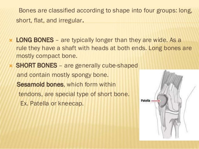 flat bones definition