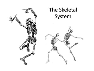 The Skeletal 
System 
 