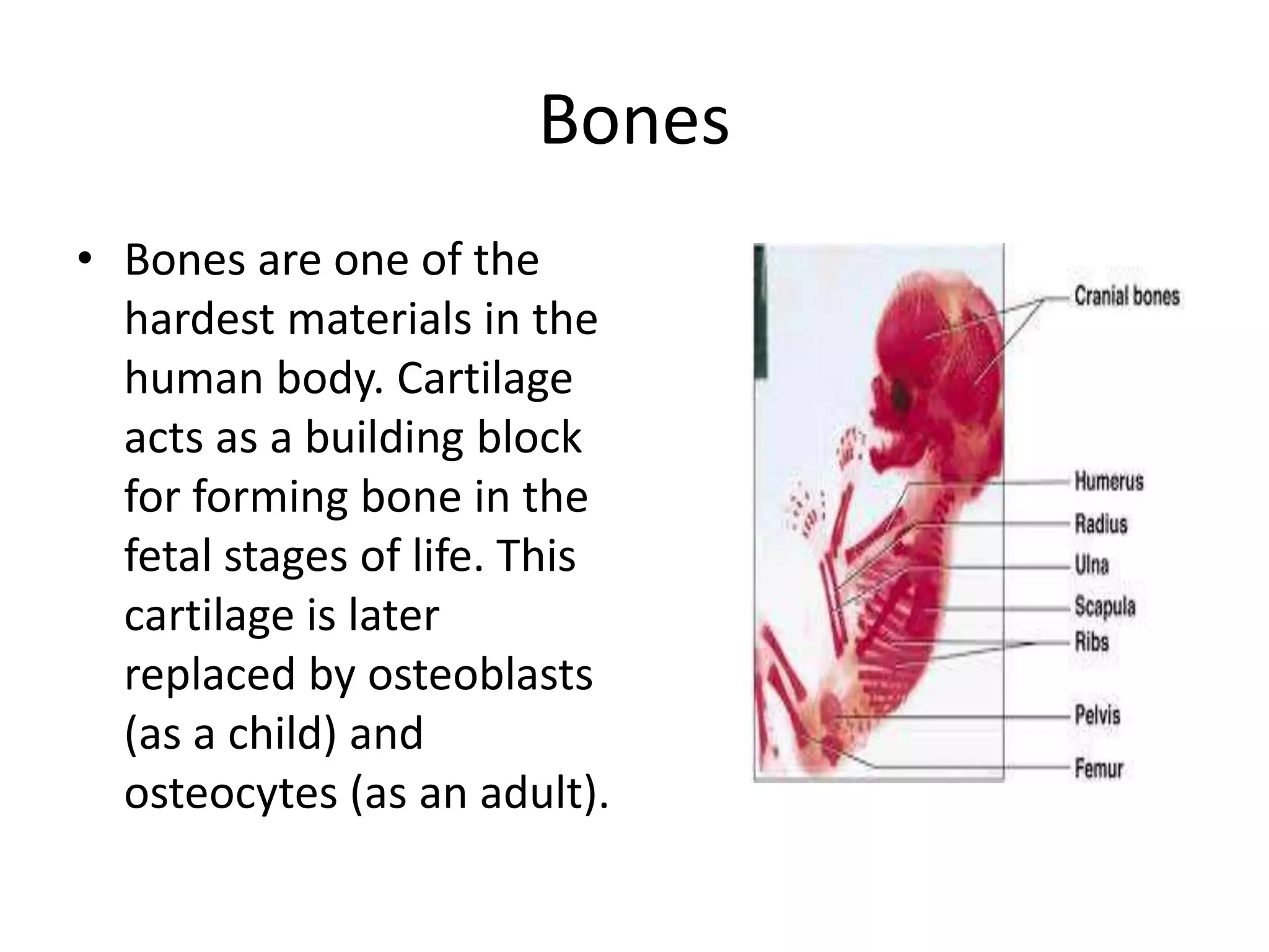 The skeletal system | PPTX