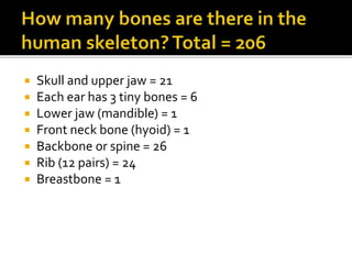 Skull and upper jaw = 21
Each ear has 3 tiny bones = 6
Lower jaw (mandible) = 1
Front neck bone (hyoid) = 1
Backbone or spine = 26
Rib (12 pairs) = 24
Breastbone = 1