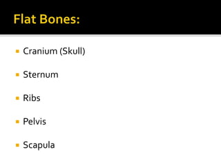 Cranium (Skull)
Sternum
Ribs
Pelvis
Scapula