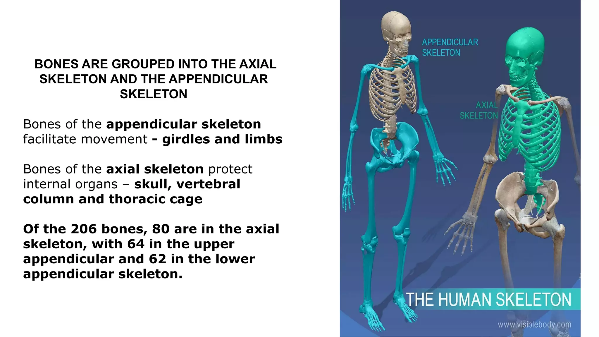 BONES ARE GROUPED INTO THE AXIAL
SKELETON AND THE APPENDICULAR
SKELETON
Bones of the appendicular skeleton
facilitate movement - girdles and limbs
Bones of the axial skeleton protect
internal organs – skull, vertebral
column and thoracic cage
Of the 206 bones, 80 are in the axial
skeleton, with 64 in the upper
appendicular and 62 in the lower
appendicular skeleton.
 