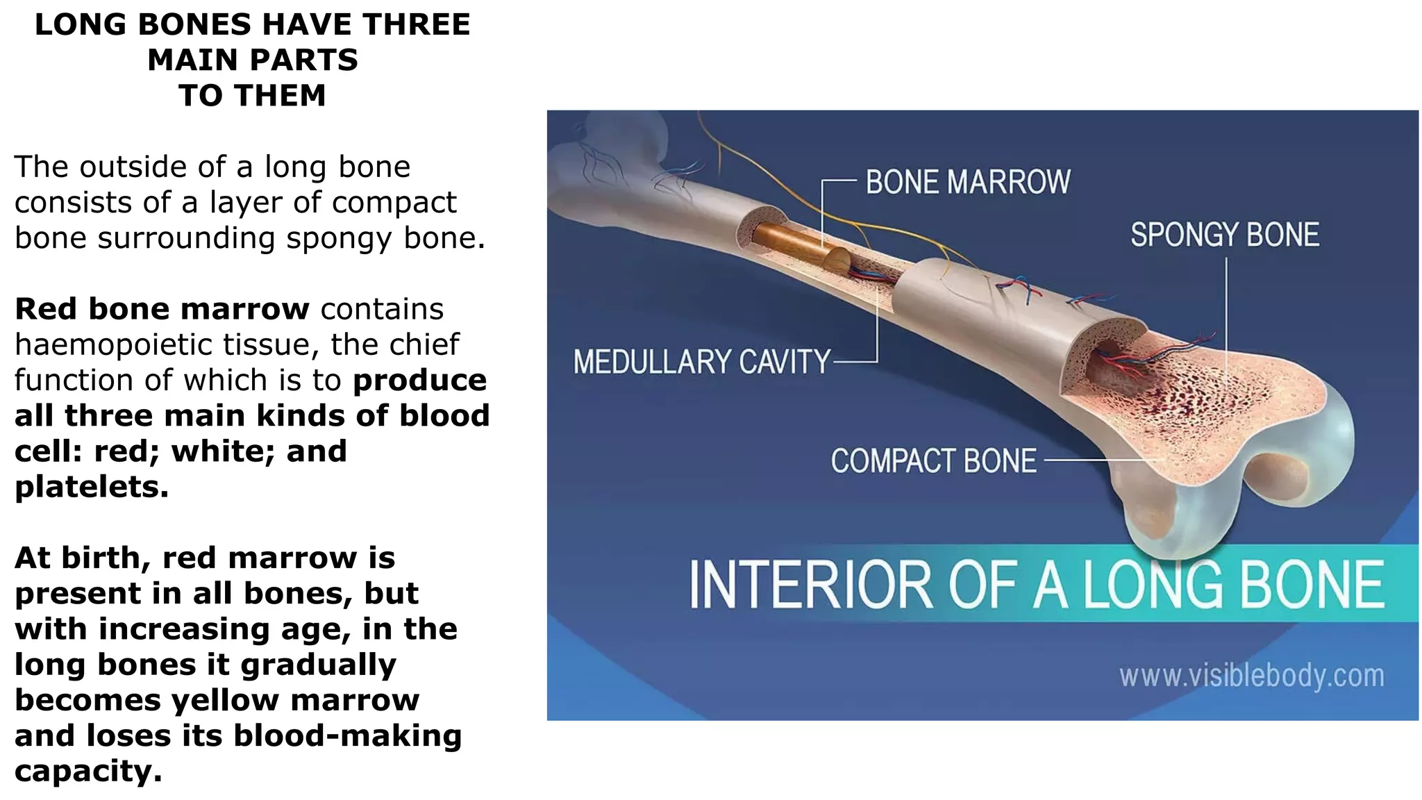 LONG BONES HAVE THREE
MAIN PARTS
TO THEM
The outside of a long bone
consists of a layer of compact
bone surrounding spongy bone.
Red bone marrow contains
haemopoietic tissue, the chief
function of which is to produce
all three main kinds of blood
cell: red; white; and
platelets.
At birth, red marrow is
present in all bones, but
with increasing age, in the
long bones it gradually
becomes yellow marrow
and loses its blood-making
capacity.
 