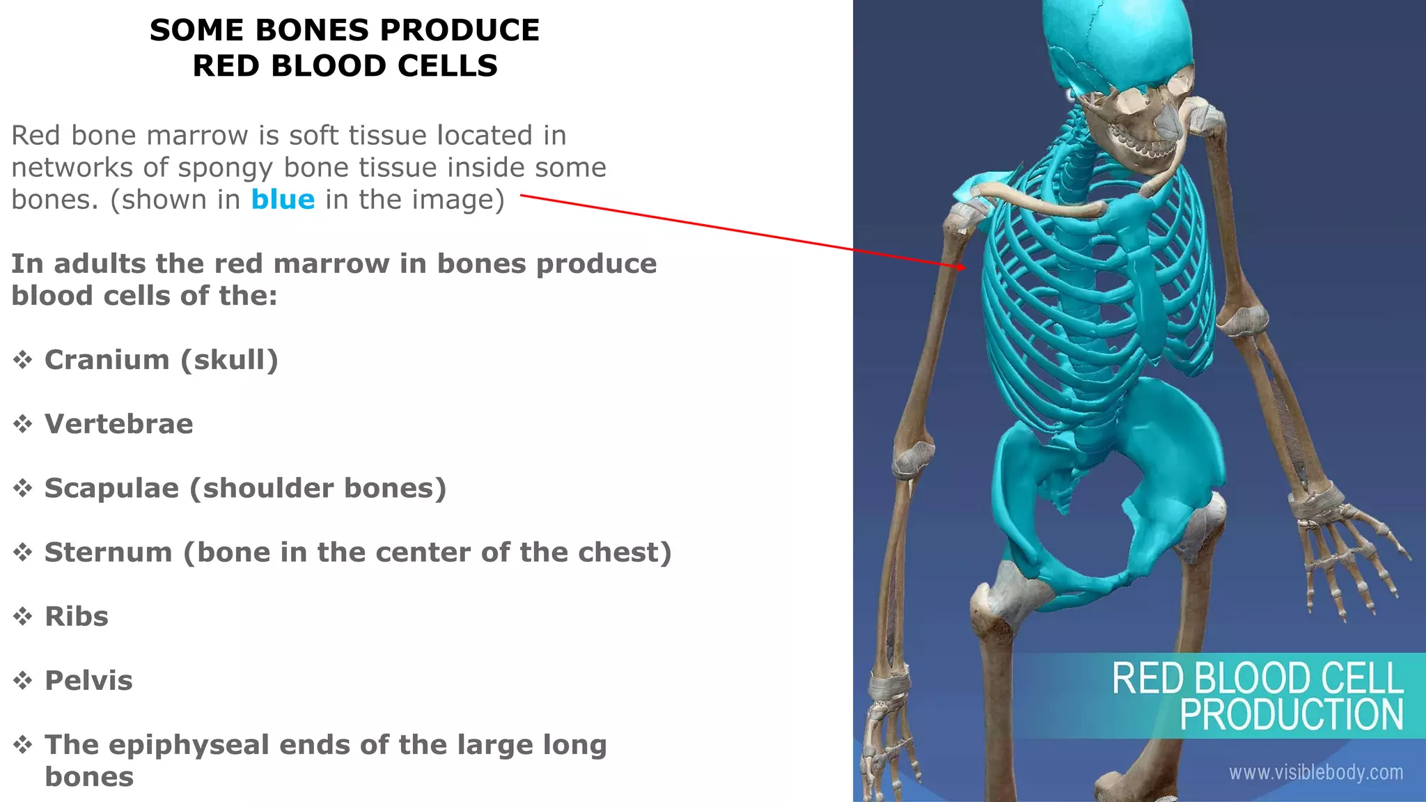 SOME BONES PRODUCE
RED BLOOD CELLS
Red bone marrow is soft tissue located in
networks of spongy bone tissue inside some
bones. (shown in blue in the image)
In adults the red marrow in bones produce
blood cells of the:
 Cranium (skull)
 Vertebrae
 Scapulae (shoulder bones)
 Sternum (bone in the center of the chest)
 Ribs
 Pelvis
 The epiphyseal ends of the large long
bones
 