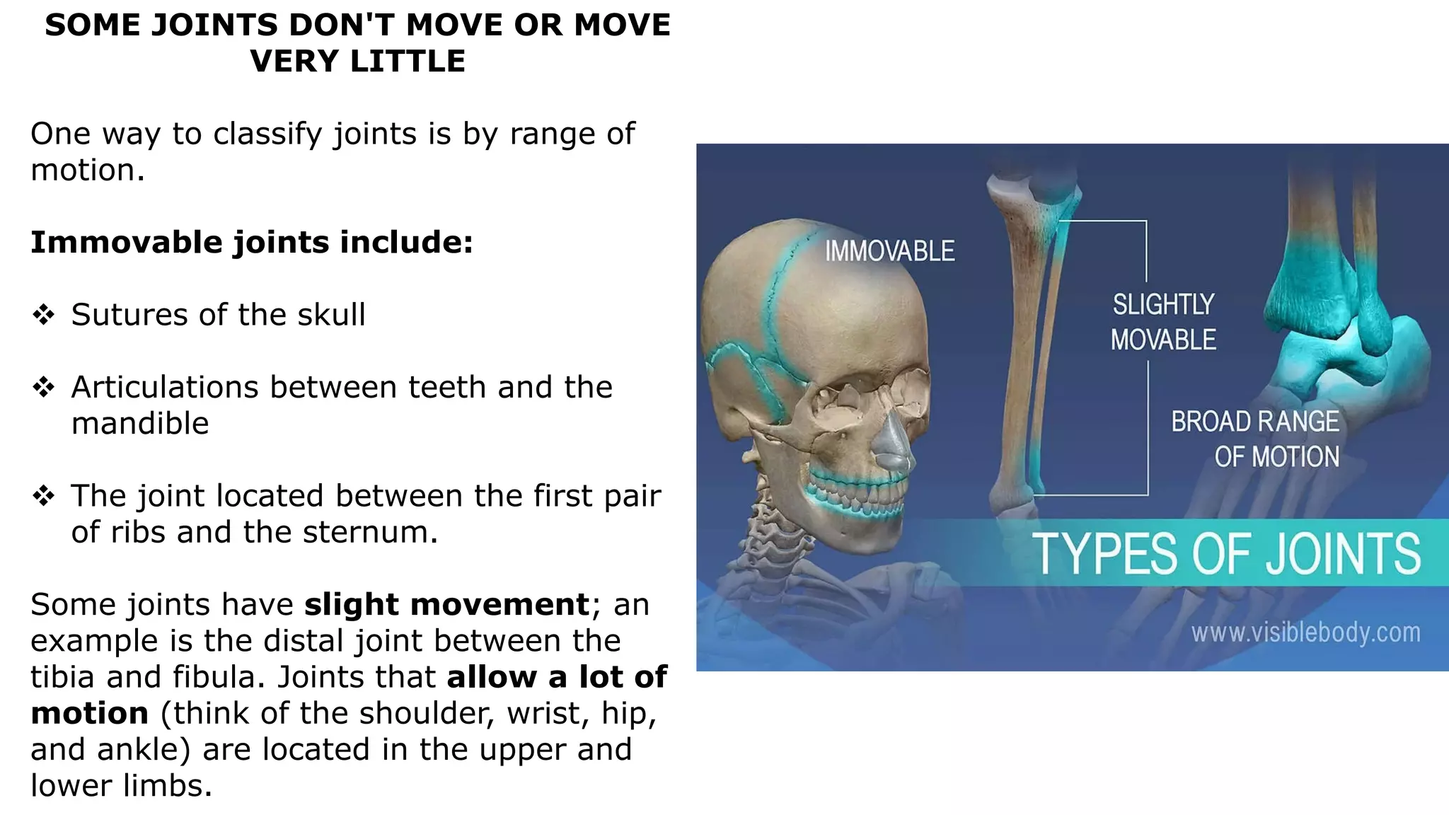 SOME JOINTS DON'T MOVE OR MOVE
VERY LITTLE
One way to classify joints is by range of
motion.
Immovable joints include:
 Sutures of the skull
 Articulations between teeth and the
mandible
 The joint located between the first pair
of ribs and the sternum.
Some joints have slight movement; an
example is the distal joint between the
tibia and fibula. Joints that allow a lot of
motion (think of the shoulder, wrist, hip,
and ankle) are located in the upper and
lower limbs.
 