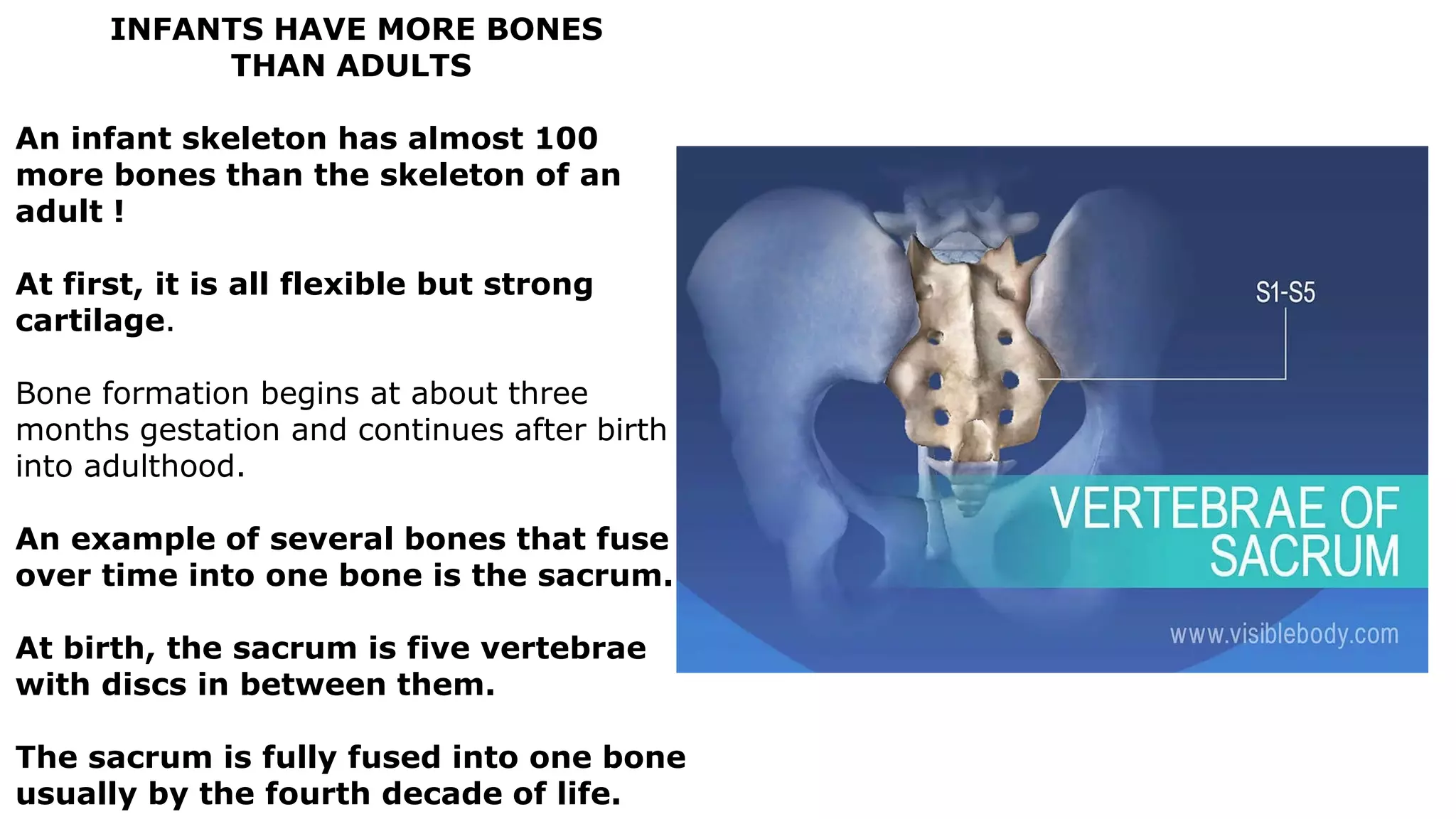 INFANTS HAVE MORE BONES
THAN ADULTS
An infant skeleton has almost 100
more bones than the skeleton of an
adult !
At first, it is all flexible but strong
cartilage.
Bone formation begins at about three
months gestation and continues after birth
into adulthood.
An example of several bones that fuse
over time into one bone is the sacrum.
At birth, the sacrum is five vertebrae
with discs in between them.
The sacrum is fully fused into one bone
usually by the fourth decade of life.
 
