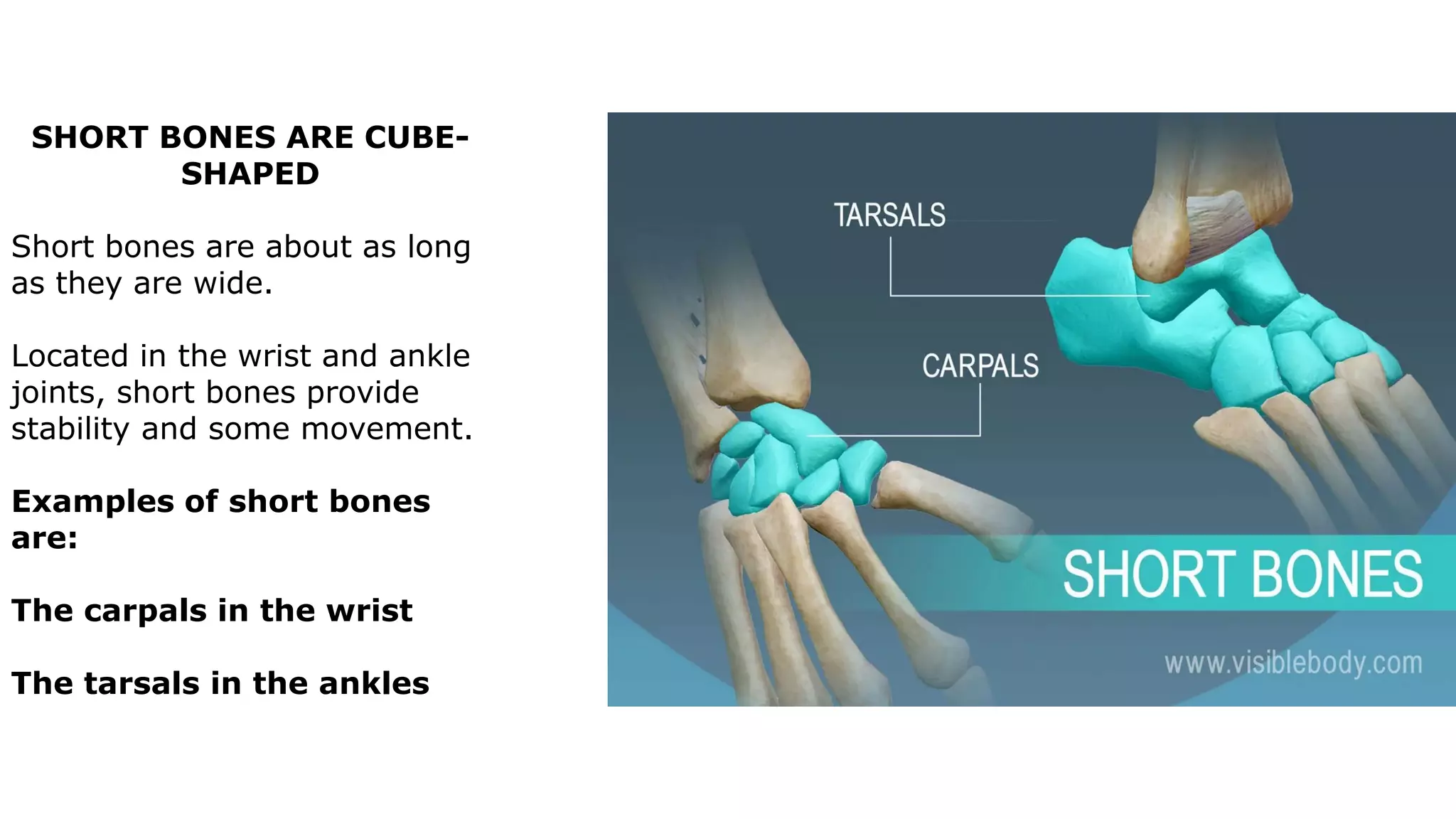 SHORT BONES ARE CUBE-
SHAPED
Short bones are about as long
as they are wide.
Located in the wrist and ankle
joints, short bones provide
stability and some movement.
Examples of short bones
are:
The carpals in the wrist
The tarsals in the ankles
 