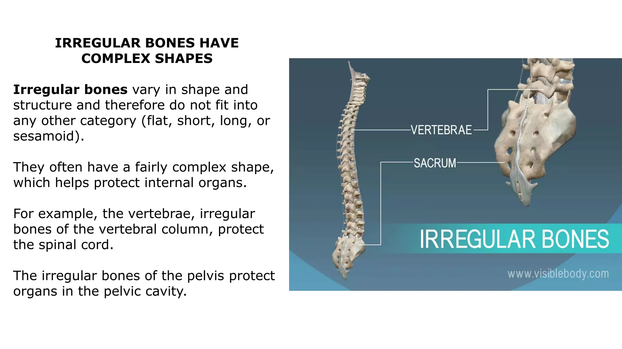 IRREGULAR BONES HAVE
COMPLEX SHAPES
Irregular bones vary in shape and
structure and therefore do not fit into
any other category (flat, short, long, or
sesamoid).
They often have a fairly complex shape,
which helps protect internal organs.
For example, the vertebrae, irregular
bones of the vertebral column, protect
the spinal cord.
The irregular bones of the pelvis protect
organs in the pelvic cavity.
 