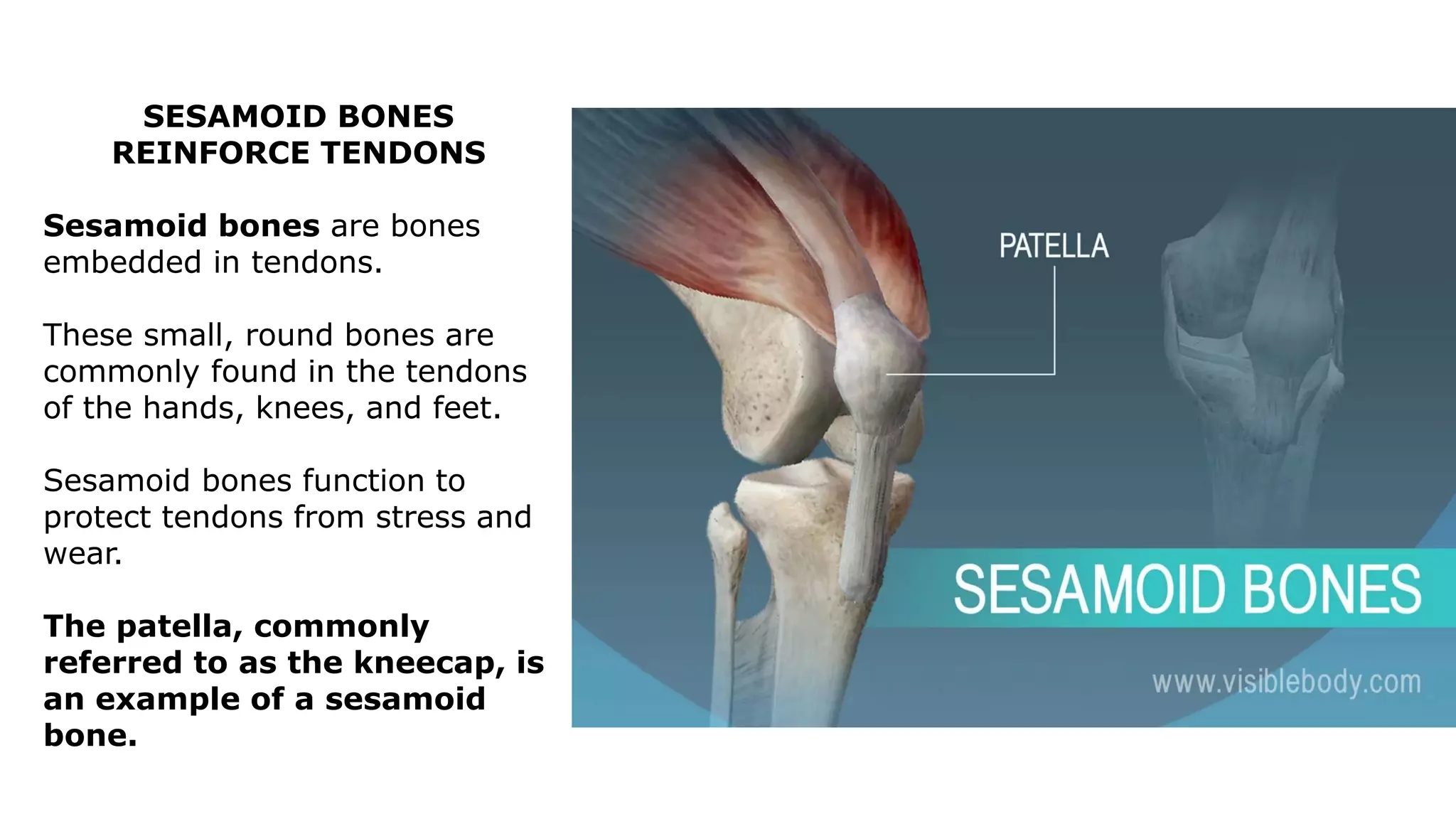 SESAMOID BONES
REINFORCE TENDONS
Sesamoid bones are bones
embedded in tendons.
These small, round bones are
commonly found in the tendons
of the hands, knees, and feet.
Sesamoid bones function to
protect tendons from stress and
wear.
The patella, commonly
referred to as the kneecap, is
an example of a sesamoid
bone.
 