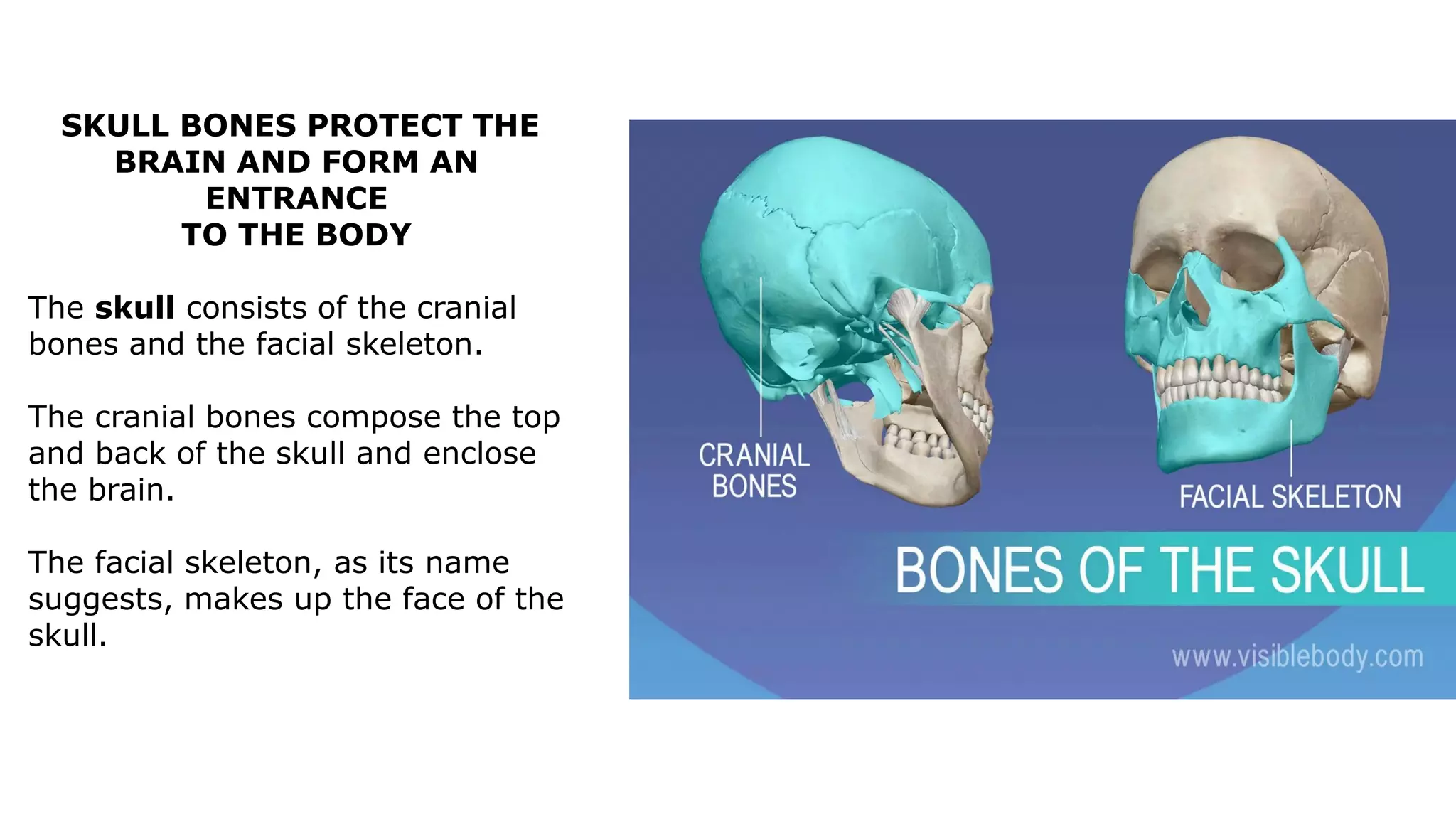 SKULL BONES PROTECT THE
BRAIN AND FORM AN
ENTRANCE
TO THE BODY
The skull consists of the cranial
bones and the facial skeleton.
The cranial bones compose the top
and back of the skull and enclose
the brain.
The facial skeleton, as its name
suggests, makes up the face of the
skull.
 