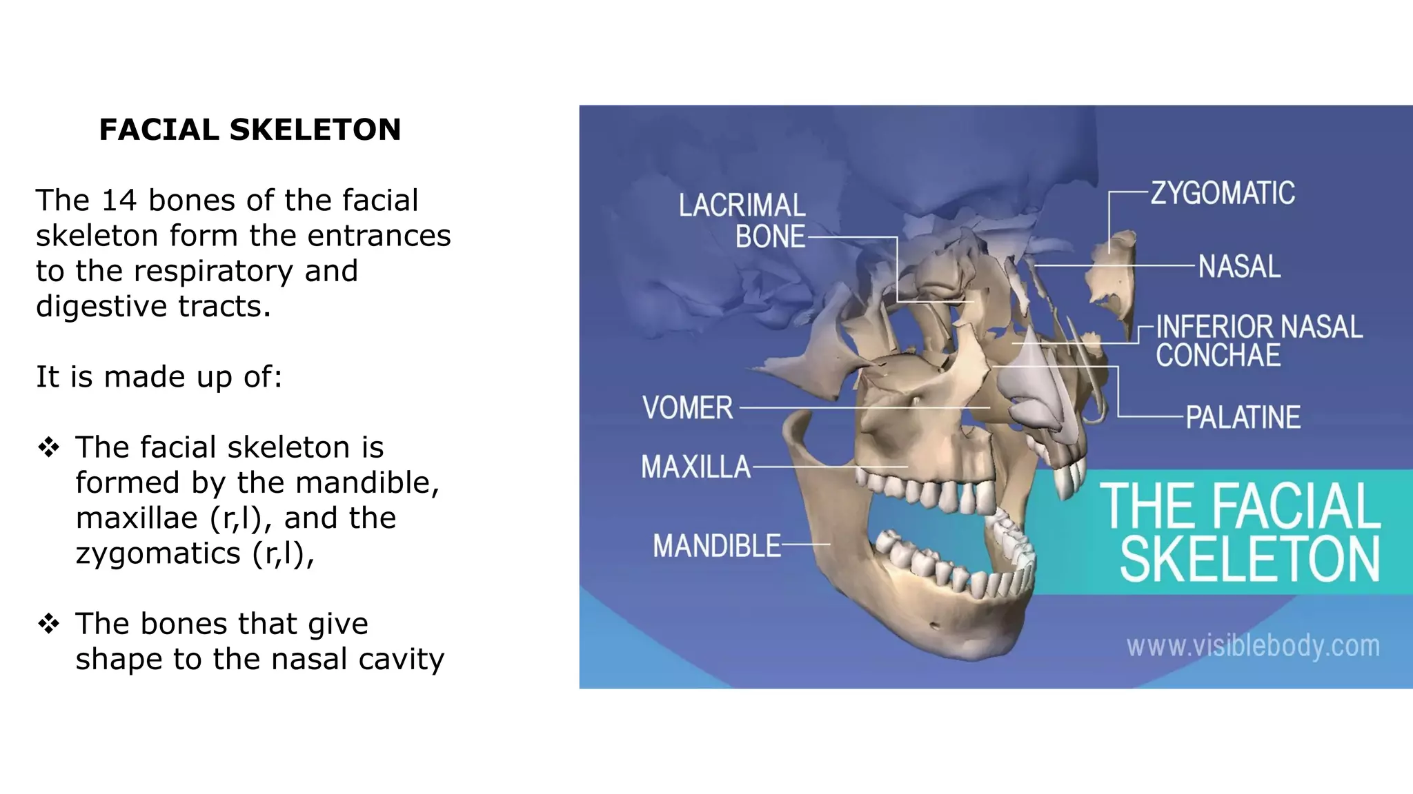 FACIAL SKELETON
The 14 bones of the facial
skeleton form the entrances
to the respiratory and
digestive tracts.
It is made up of:
 The facial skeleton is
formed by the mandible,
maxillae (r,l), and the
zygomatics (r,l),
 The bones that give
shape to the nasal cavity
 