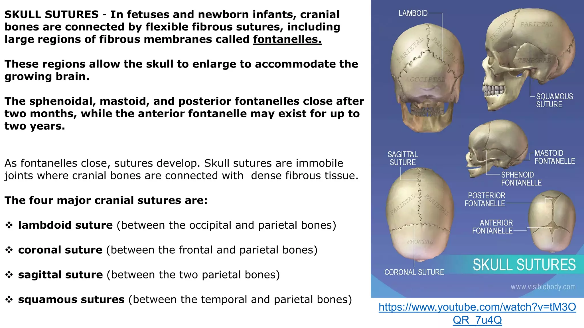 SKULL SUTURES - In fetuses and newborn infants, cranial
bones are connected by flexible fibrous sutures, including
large regions of fibrous membranes called fontanelles.
These regions allow the skull to enlarge to accommodate the
growing brain.
The sphenoidal, mastoid, and posterior fontanelles close after
two months, while the anterior fontanelle may exist for up to
two years.
As fontanelles close, sutures develop. Skull sutures are immobile
joints where cranial bones are connected with dense fibrous tissue.
The four major cranial sutures are:
 lambdoid suture (between the occipital and parietal bones)
 coronal suture (between the frontal and parietal bones)
 sagittal suture (between the two parietal bones)
 squamous sutures (between the temporal and parietal bones)
https://www.youtube.com/watch?v=tM3O
QR_7u4Q
 