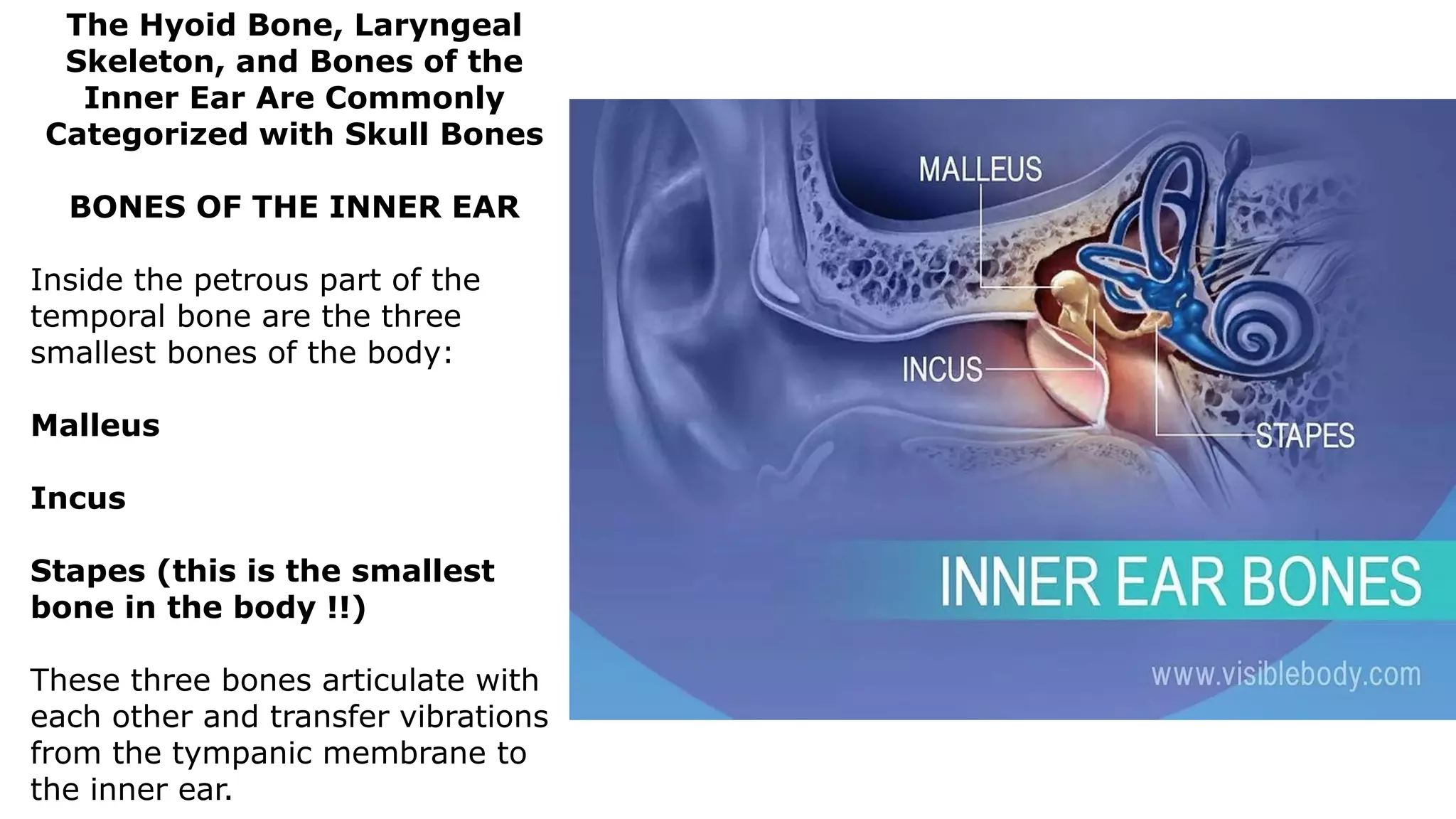 The Hyoid Bone, Laryngeal
Skeleton, and Bones of the
Inner Ear Are Commonly
Categorized with Skull Bones
BONES OF THE INNER EAR
Inside the petrous part of the
temporal bone are the three
smallest bones of the body:
Malleus
Incus
Stapes (this is the smallest
bone in the body !!)
These three bones articulate with
each other and transfer vibrations
from the tympanic membrane to
the inner ear.
 