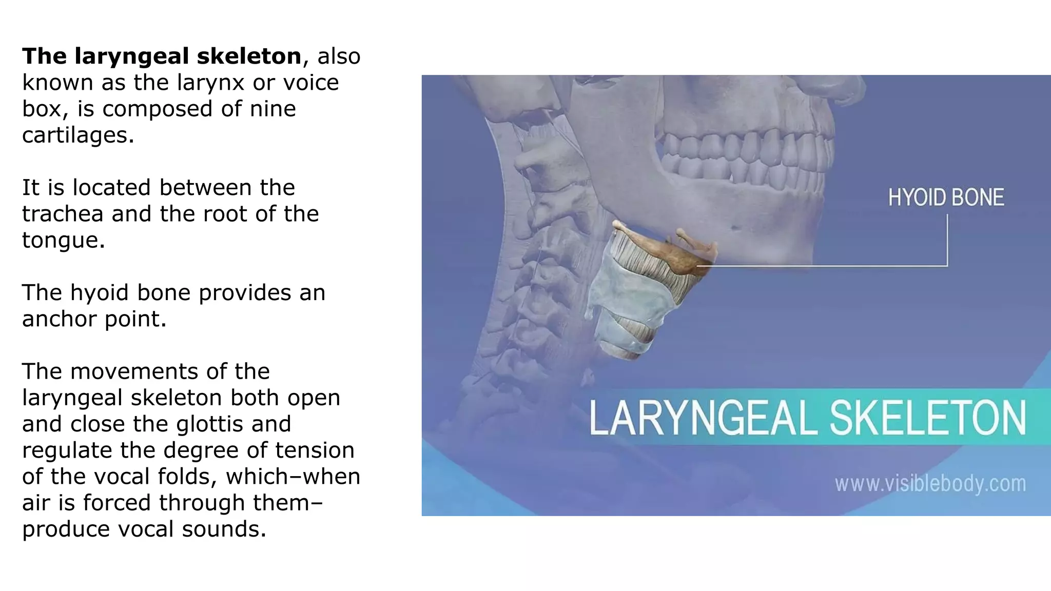 The laryngeal skeleton, also
known as the larynx or voice
box, is composed of nine
cartilages.
It is located between the
trachea and the root of the
tongue.
The hyoid bone provides an
anchor point.
The movements of the
laryngeal skeleton both open
and close the glottis and
regulate the degree of tension
of the vocal folds, which–when
air is forced through them–
produce vocal sounds.
 