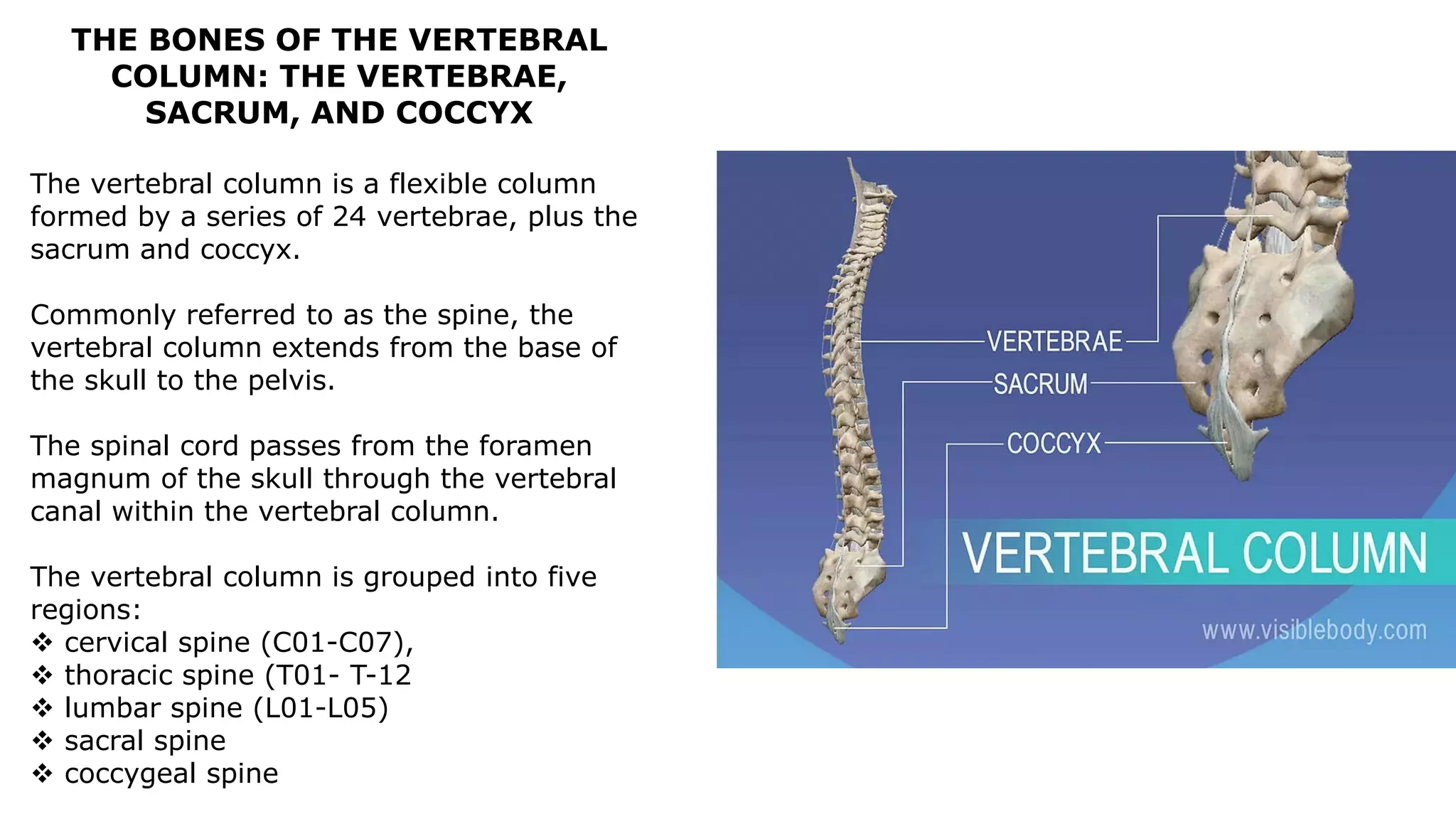 THE BONES OF THE VERTEBRAL
COLUMN: THE VERTEBRAE,
SACRUM, AND COCCYX
The vertebral column is a flexible column
formed by a series of 24 vertebrae, plus the
sacrum and coccyx.
Commonly referred to as the spine, the
vertebral column extends from the base of
the skull to the pelvis.
The spinal cord passes from the foramen
magnum of the skull through the vertebral
canal within the vertebral column.
The vertebral column is grouped into five
regions:
 cervical spine (C01-C07),
 thoracic spine (T01- T-12
 lumbar spine (L01-L05)
 sacral spine
 coccygeal spine
 