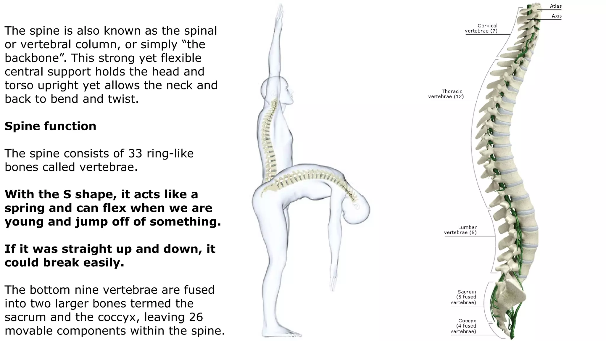 The spine is also known as the spinal
or vertebral column, or simply “the
backbone”. This strong yet flexible
central support holds the head and
torso upright yet allows the neck and
back to bend and twist.
Spine function
The spine consists of 33 ring-like
bones called vertebrae.
With the S shape, it acts like a
spring and can flex when we are
young and jump off of something.
If it was straight up and down, it
could break easily.
The bottom nine vertebrae are fused
into two larger bones termed the
sacrum and the coccyx, leaving 26
movable components within the spine.
 