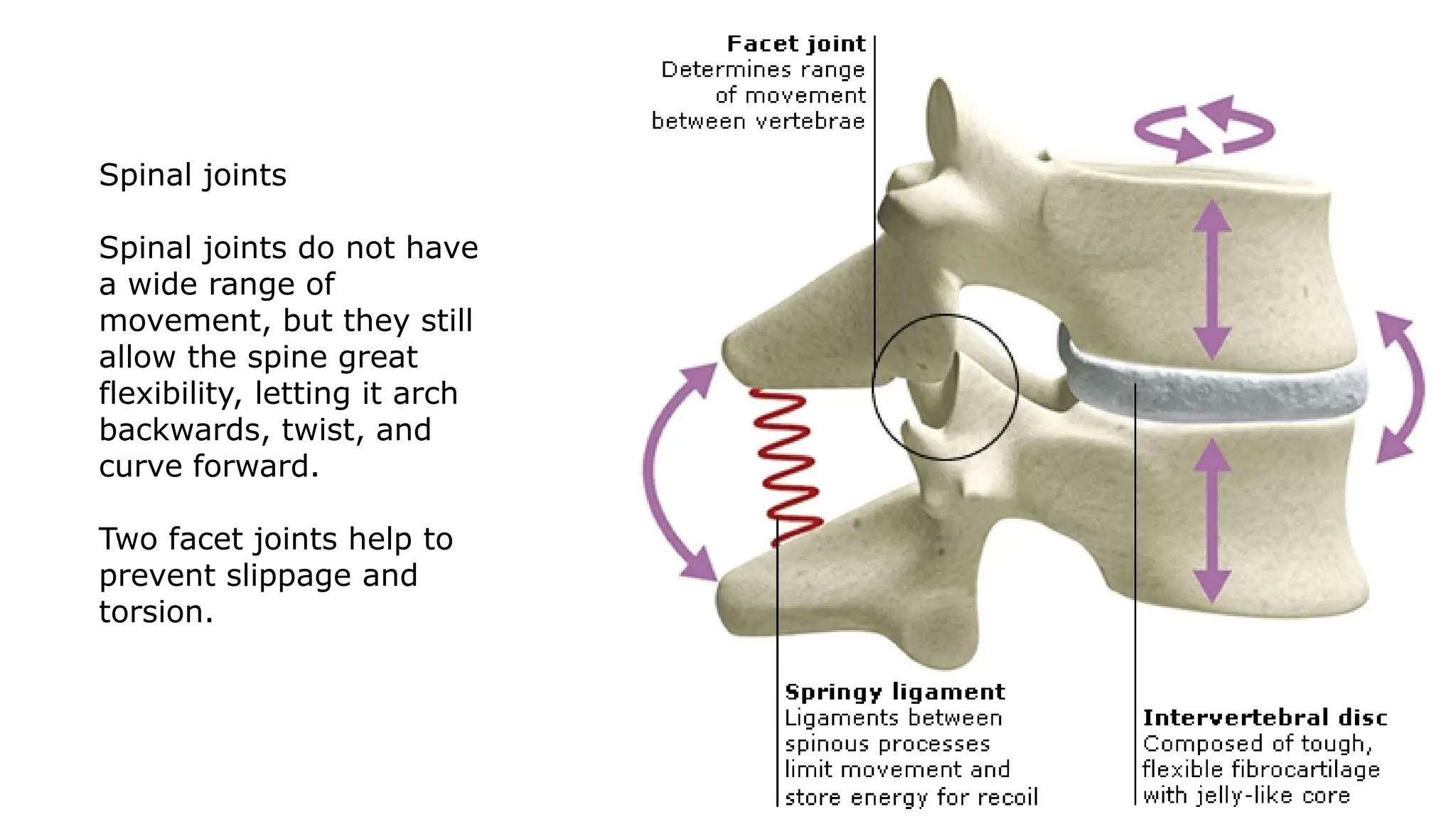 Spinal joints
Spinal joints do not have
a wide range of
movement, but they still
allow the spine great
flexibility, letting it arch
backwards, twist, and
curve forward.
Two facet joints help to
prevent slippage and
torsion.
 