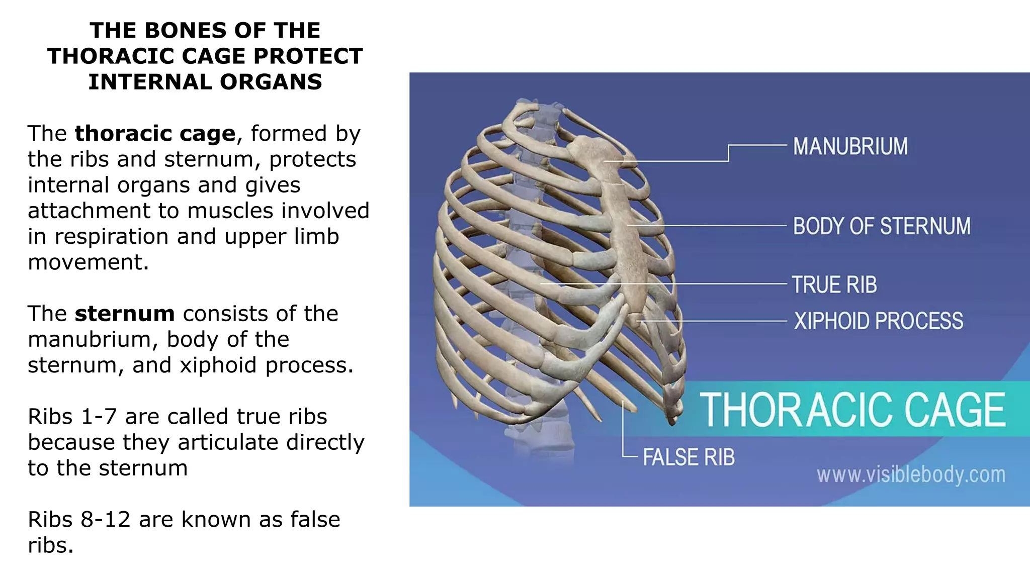 THE BONES OF THE
THORACIC CAGE PROTECT
INTERNAL ORGANS
The thoracic cage, formed by
the ribs and sternum, protects
internal organs and gives
attachment to muscles involved
in respiration and upper limb
movement.
The sternum consists of the
manubrium, body of the
sternum, and xiphoid process.
Ribs 1-7 are called true ribs
because they articulate directly
to the sternum
Ribs 8-12 are known as false
ribs.
 