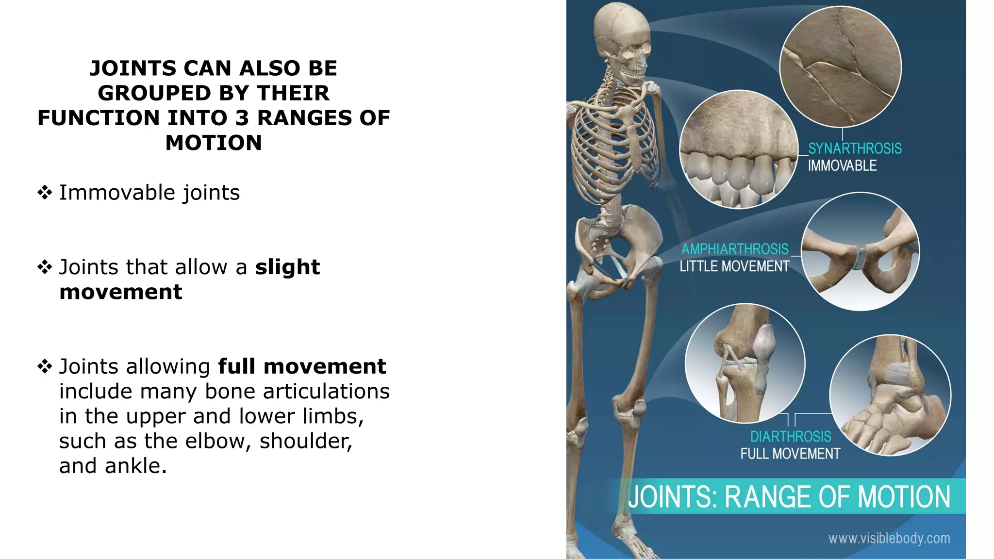 JOINTS CAN ALSO BE
GROUPED BY THEIR
FUNCTION INTO 3 RANGES OF
MOTION
 Immovable joints
 Joints that allow a slight
movement
 Joints allowing full movement
include many bone articulations
in the upper and lower limbs,
such as the elbow, shoulder,
and ankle.
 