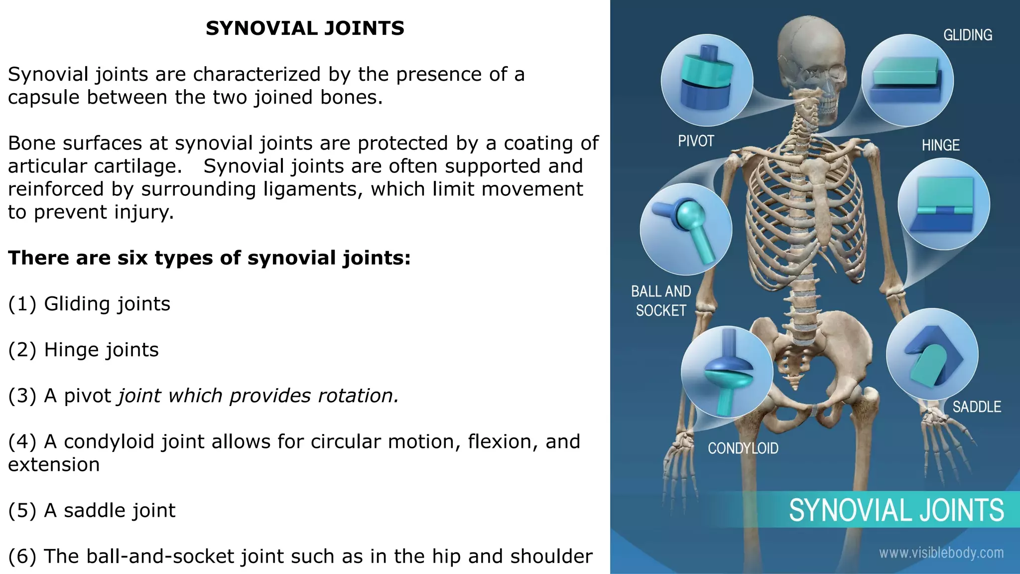 SYNOVIAL JOINTS
Synovial joints are characterized by the presence of a
capsule between the two joined bones.
Bone surfaces at synovial joints are protected by a coating of
articular cartilage. Synovial joints are often supported and
reinforced by surrounding ligaments, which limit movement
to prevent injury.
There are six types of synovial joints:
(1) Gliding joints
(2) Hinge joints
(3) A pivot joint which provides rotation.
(4) A condyloid joint allows for circular motion, flexion, and
extension
(5) A saddle joint
(6) The ball-and-socket joint such as in the hip and shoulder
 