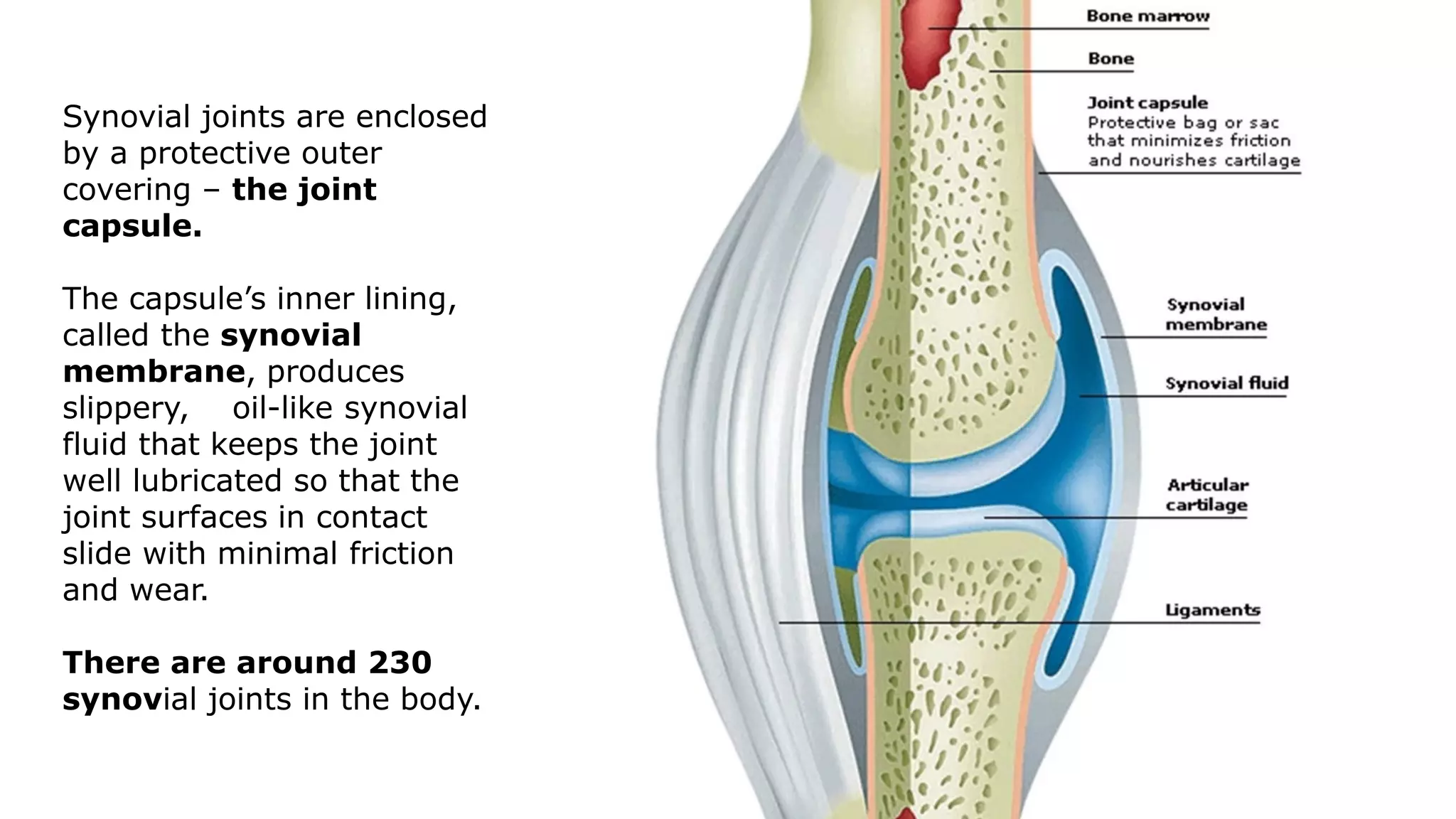 Synovial joints are enclosed
by a protective outer
covering – the joint
capsule.
The capsule’s inner lining,
called the synovial
membrane, produces
slippery, oil-like synovial
fluid that keeps the joint
well lubricated so that the
joint surfaces in contact
slide with minimal friction
and wear.
There are around 230
synovial joints in the body.
 