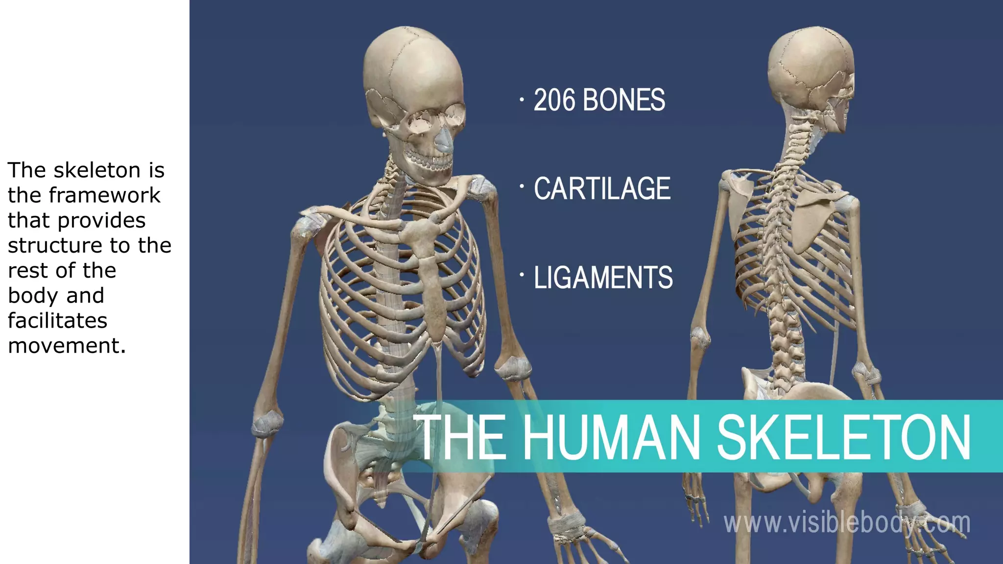 The skeleton is
the framework
that provides
structure to the
rest of the
body and
facilitates
movement.
 