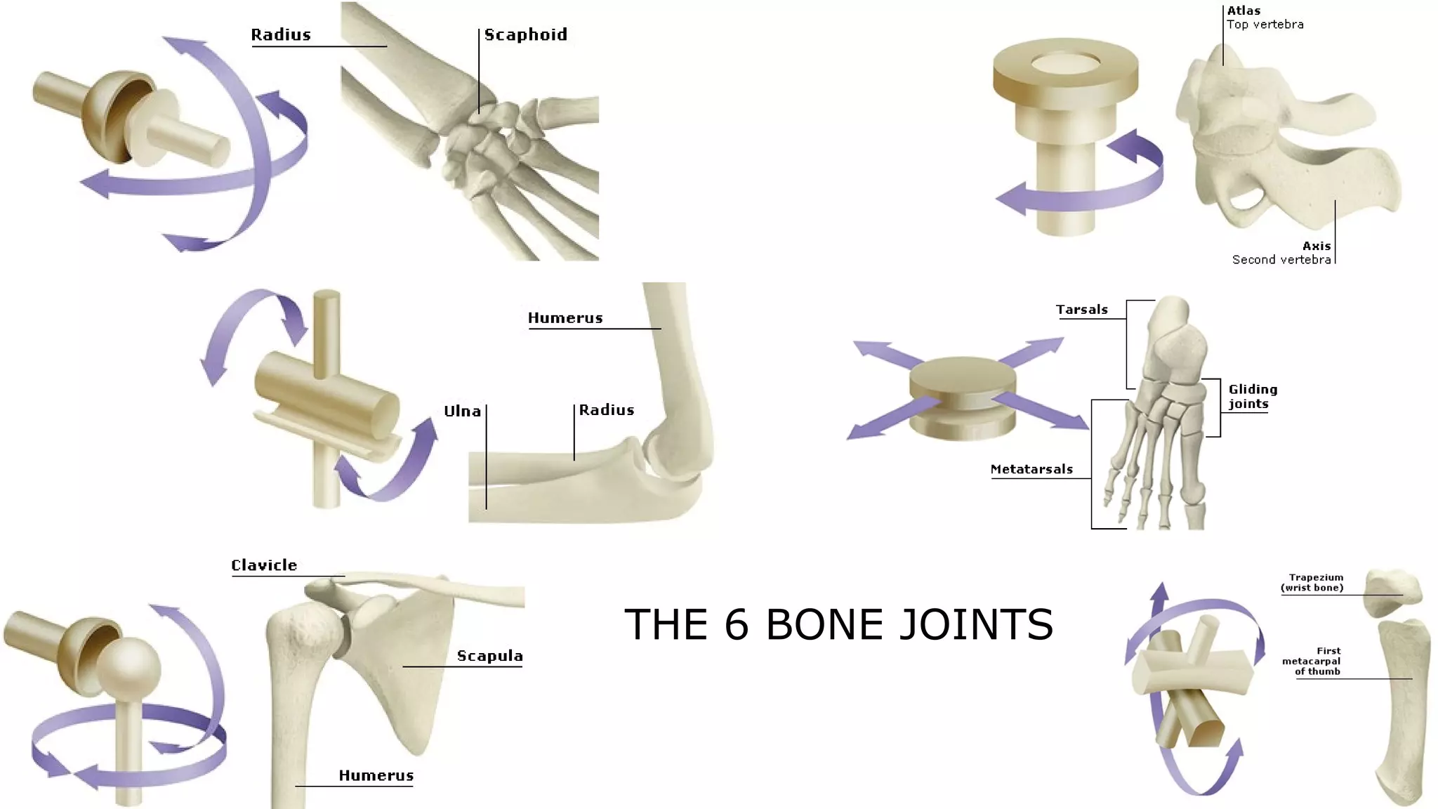 THE 6 BONE JOINTS
 