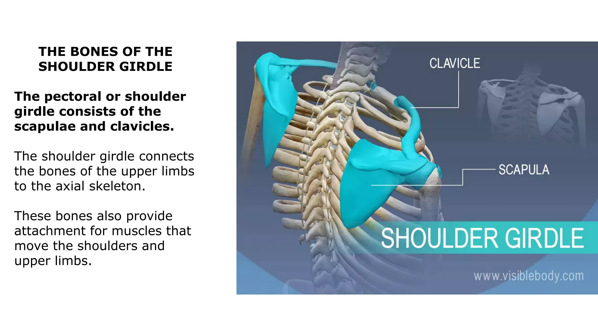 THE BONES OF THE
SHOULDER GIRDLE
The pectoral or shoulder
girdle consists of the
scapulae and clavicles.
The shoulder girdle connects
the bones of the upper limbs
to the axial skeleton.
These bones also provide
attachment for muscles that
move the shoulders and
upper limbs.
 