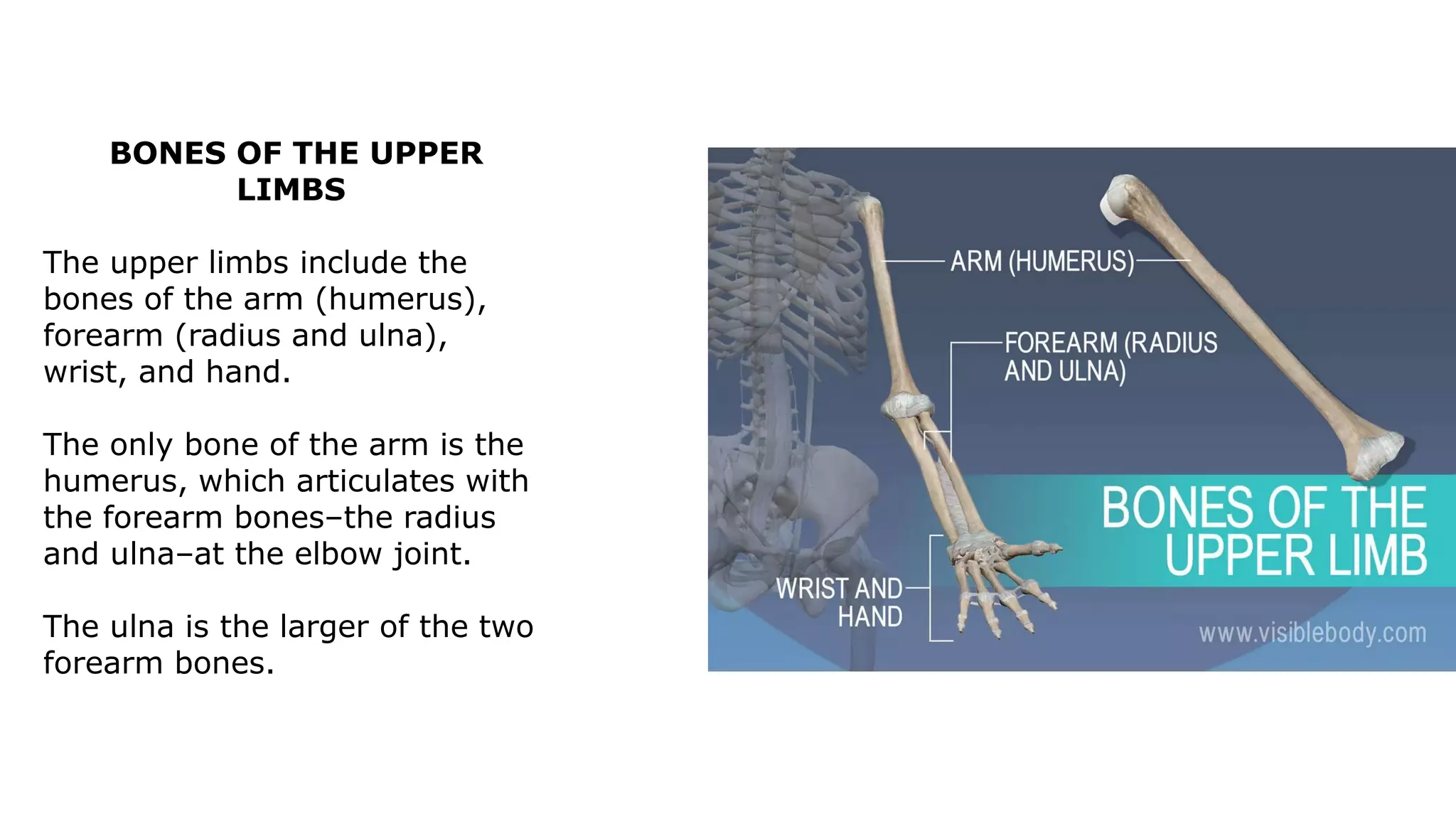 BONES OF THE UPPER
LIMBS
The upper limbs include the
bones of the arm (humerus),
forearm (radius and ulna),
wrist, and hand.
The only bone of the arm is the
humerus, which articulates with
the forearm bones–the radius
and ulna–at the elbow joint.
The ulna is the larger of the two
forearm bones.
 