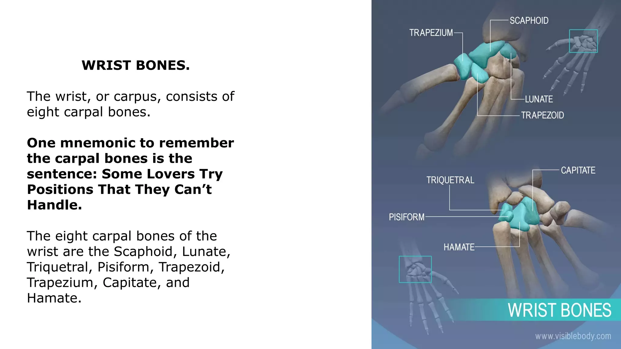 WRIST BONES.
The wrist, or carpus, consists of
eight carpal bones.
One mnemonic to remember
the carpal bones is the
sentence: Some Lovers Try
Positions That They Can’t
Handle.
The eight carpal bones of the
wrist are the Scaphoid, Lunate,
Triquetral, Pisiform, Trapezoid,
Trapezium, Capitate, and
Hamate.
 