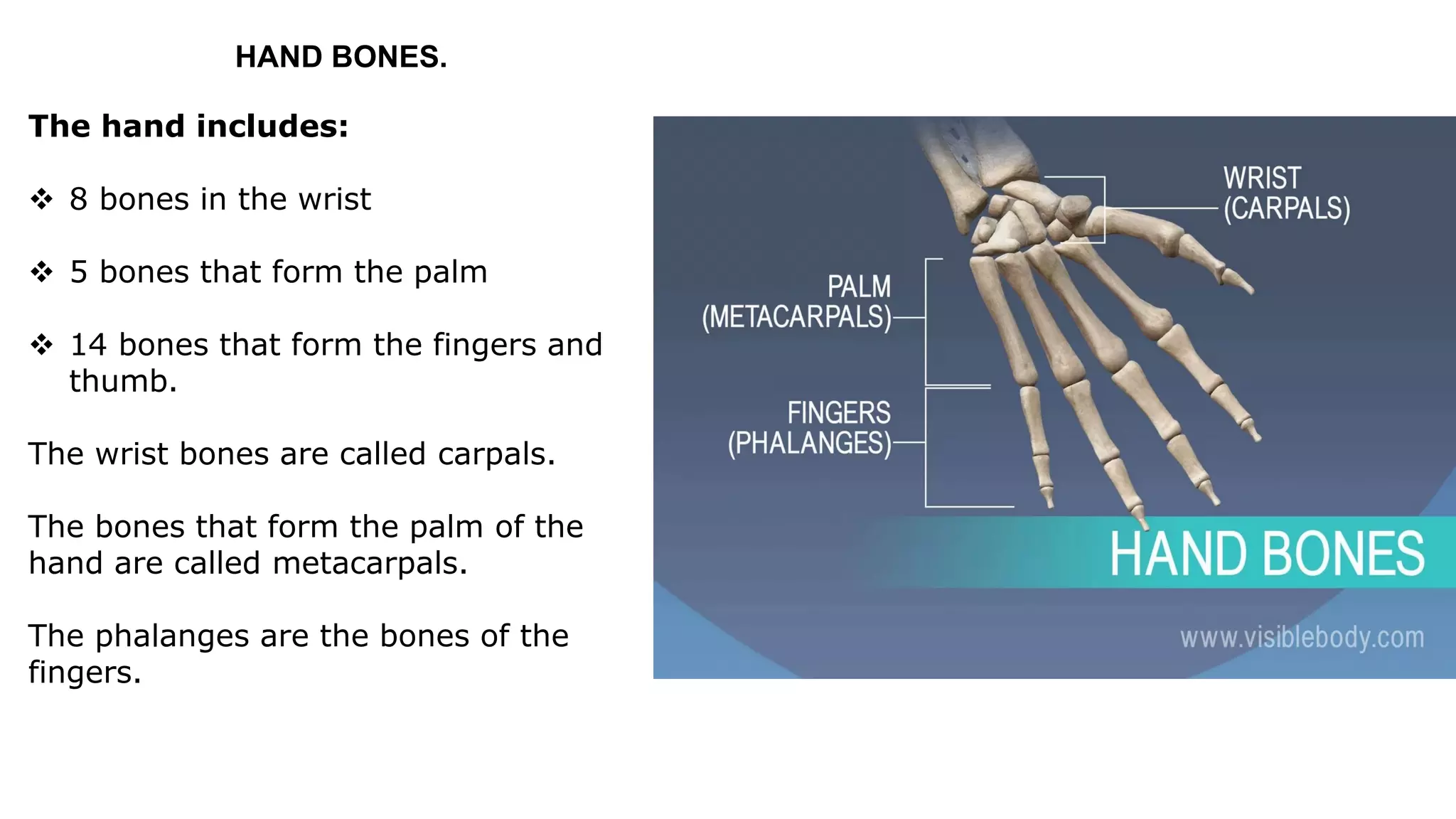 HAND BONES.
The hand includes:
 8 bones in the wrist
 5 bones that form the palm
 14 bones that form the fingers and
thumb.
The wrist bones are called carpals.
The bones that form the palm of the
hand are called metacarpals.
The phalanges are the bones of the
fingers.
 