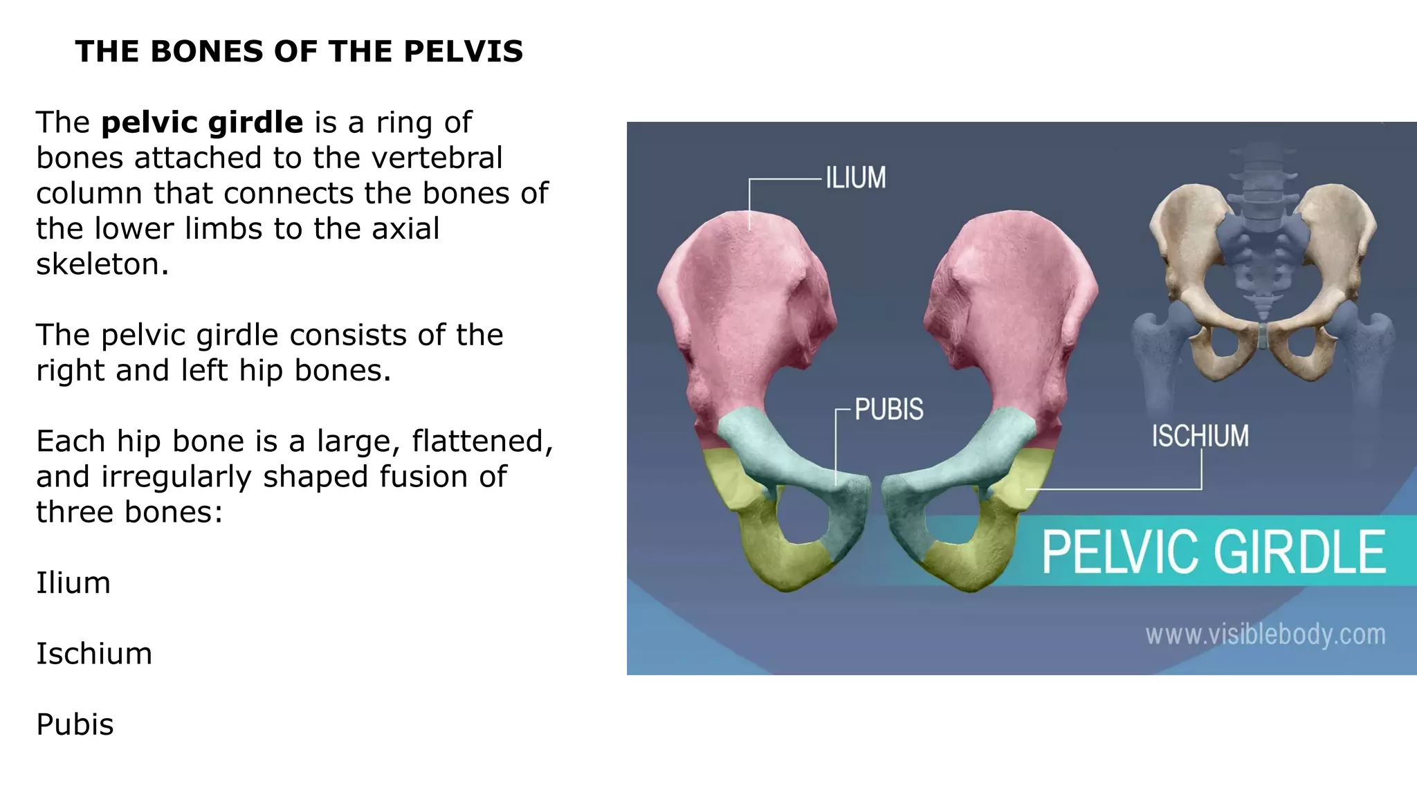THE BONES OF THE PELVIS
The pelvic girdle is a ring of
bones attached to the vertebral
column that connects the bones of
the lower limbs to the axial
skeleton.
The pelvic girdle consists of the
right and left hip bones.
Each hip bone is a large, flattened,
and irregularly shaped fusion of
three bones:
Ilium
Ischium
Pubis
 