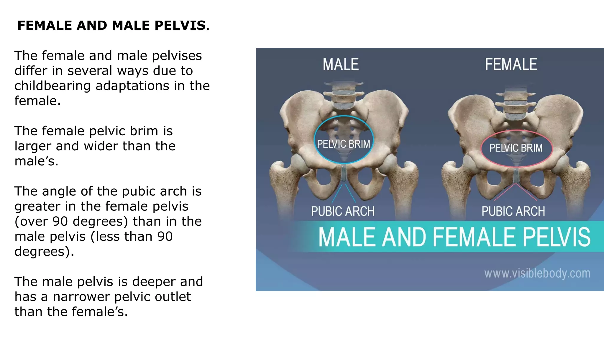 FEMALE AND MALE PELVIS.
The female and male pelvises
differ in several ways due to
childbearing adaptations in the
female.
The female pelvic brim is
larger and wider than the
male’s.
The angle of the pubic arch is
greater in the female pelvis
(over 90 degrees) than in the
male pelvis (less than 90
degrees).
The male pelvis is deeper and
has a narrower pelvic outlet
than the female’s.
 