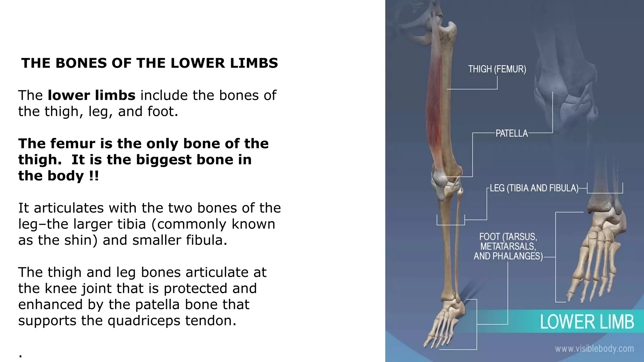 THE BONES OF THE LOWER LIMBS
The lower limbs include the bones of
the thigh, leg, and foot.
The femur is the only bone of the
thigh. It is the biggest bone in
the body !!
It articulates with the two bones of the
leg–the larger tibia (commonly known
as the shin) and smaller fibula.
The thigh and leg bones articulate at
the knee joint that is protected and
enhanced by the patella bone that
supports the quadriceps tendon.
.
 