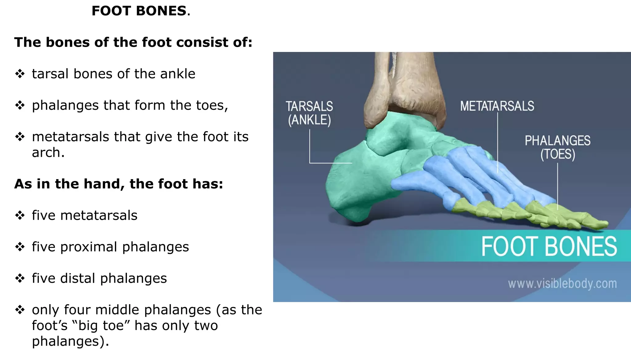 FOOT BONES.
The bones of the foot consist of:
 tarsal bones of the ankle
 phalanges that form the toes,
 metatarsals that give the foot its
arch.
As in the hand, the foot has:
 five metatarsals
 five proximal phalanges
 five distal phalanges
 only four middle phalanges (as the
foot’s “big toe” has only two
phalanges).
 