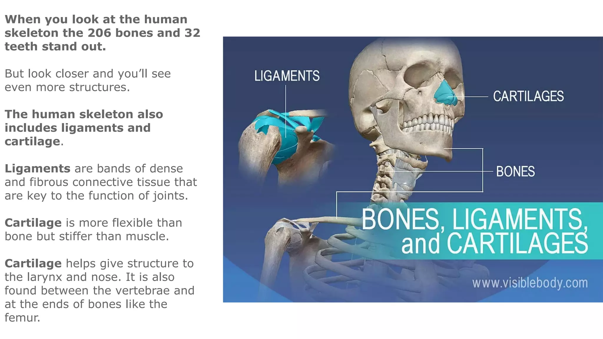 When you look at the human
skeleton the 206 bones and 32
teeth stand out.
But look closer and you’ll see
even more structures.
The human skeleton also
includes ligaments and
cartilage.
Ligaments are bands of dense
and fibrous connective tissue that
are key to the function of joints.
Cartilage is more flexible than
bone but stiffer than muscle.
Cartilage helps give structure to
the larynx and nose. It is also
found between the vertebrae and
at the ends of bones like the
femur.
 